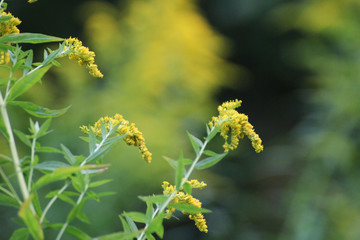 yellow goldenrod on a green meadow © Paulina