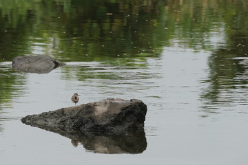 sandpiper on rock