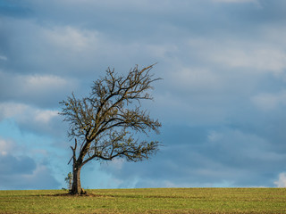 Obraz premium Abgestorbener Baum im Feld