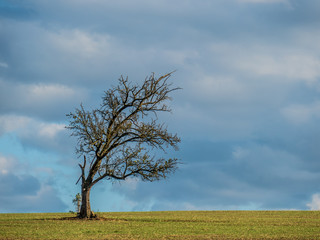 Fototapeta na wymiar Abgestorbener Baum im Feld