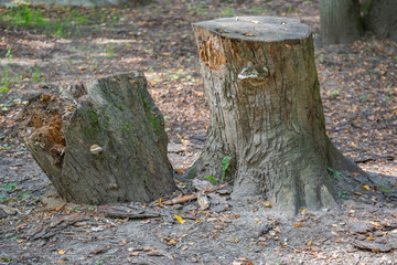 Huge wooden stump of deciduous tree on a summer day