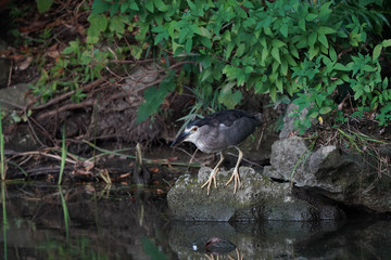 Naklejka na ściany i meble black crowned night heron in forest