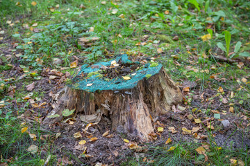 Huge wooden stump of deciduous tree on a summer day