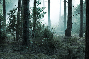 morning fog in the old forest © Paulina