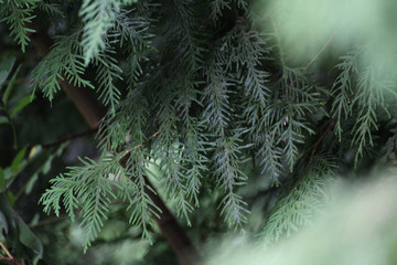 green twigs of a larch tree