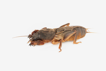 European mole cricket on white background. Natural