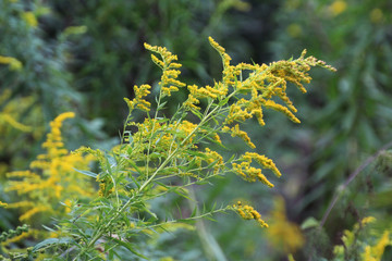 yellow goldenrod health plant in the meadow © Paulina