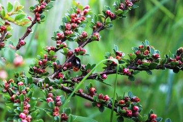 Obraz premium Blumen