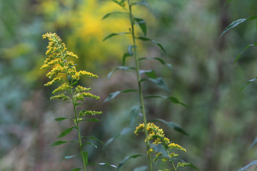 yellow goldenrod on a green meadow