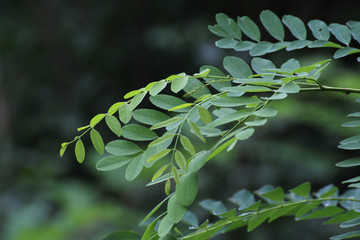 green acacia leaves in summer - obrazy, fototapety, plakaty