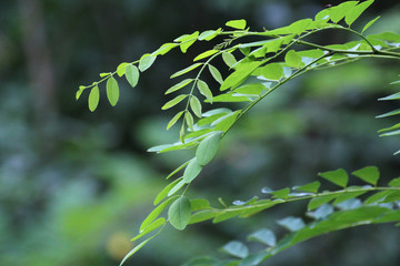 green acacia leaves in summer
