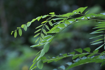 green acacia leaves - obrazy, fototapety, plakaty