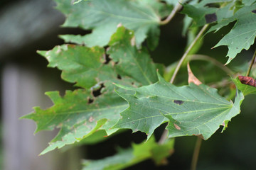 green maple leaves
