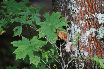 maple leaves by the tree trunk