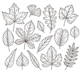 Sketch autumn leaves. Fall leaf, hand drawn vintage foliage element. Isolated forest maple oak rowan tree, botany nature vector illustration. Season rowan leaf, foliage and floral natural sketch