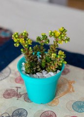 small colorful succulent plant in a small cyan pot.  Placed indoors on top of a table