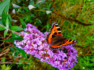 butterfly on flower