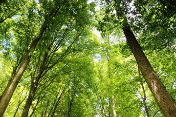 Fototapeta premium Wald und Flur