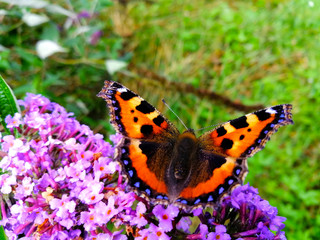 butterfly on flower