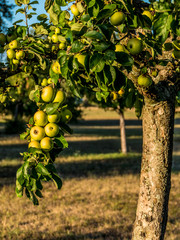 Reife Äpfel am Baum