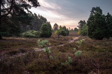 Sonnenaufgang in der Misselhorner Heide