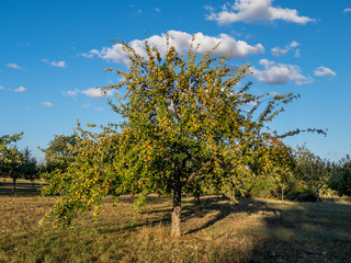Fototapeta na wymiar Reife Äpfel am Baum