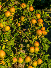 Reife Äpfel am Baum