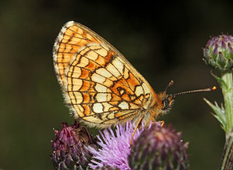 farfalla arancione su un cardo (Melitaea athalia)