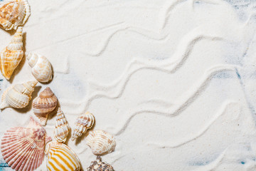 Fototapeta na wymiar still life with sea shells on the beach