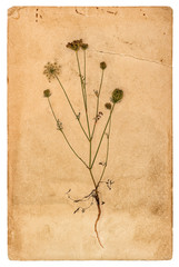 Used paper page plant herbarium white background