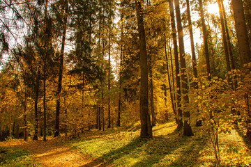 Landscape of sunny autumn forest with yellow leaves