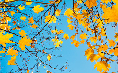 Autumn lbackground of Branches with leaves maple tree