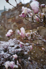 Magnolia flowers blooming with snow