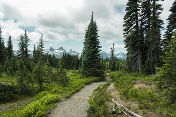 Majestic wilderness views on a hiking trail in Mt. Rainier National Park, Washington State, Pacific Northwest