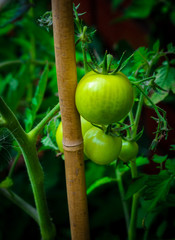 Green Tomato Plant Growing On Cane