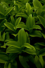 Patterns and textures of lush green plants of the Pacific Northwest with dark contrasting black background