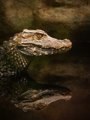 Portrait of caiman reflected in the water of a swamp