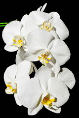 white orchid on black background. phalaenopsis