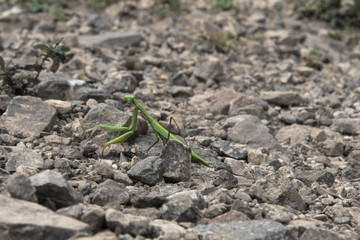 praying mantis on the ground