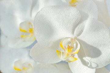 Naklejka na ściany i meble white phalaenopsis orchid flower. close up