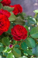 Red rose Bush. A beautiful scarlet rose blooms in the garden. Flowers in a flower bed.