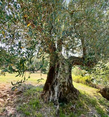 old olive tree