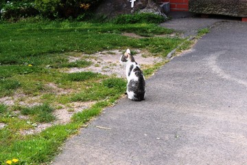 Katze