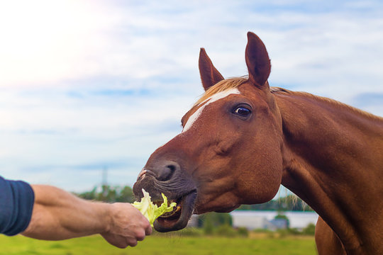 man feeding vegetables a bay horse from his hands in summer on pasture, on green meadow, grazes a field, copy space, place for text