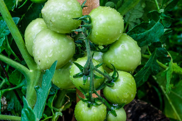 Green tomatoes growing in a garden