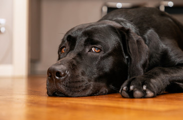 Beautiful young black labrador retriever resting on the wooden floor (Looking into the camera)
