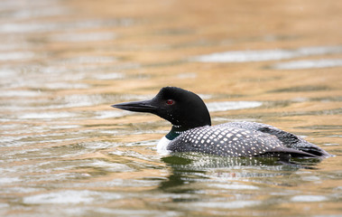 Canadian loon in the wild