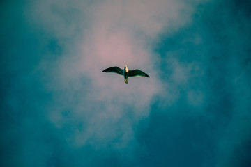 birds flying in the sky