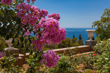 Mediterranean landscape - a bush blooming with lilac flowers against the background of the sea and the antique fence