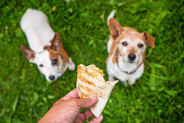 two jack russel parson terriers waiting tortilla with chicken
